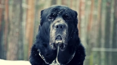 Pes alabai (fotografija): dobra temperament pod strašnim videzom