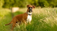 Dog boxer (fotografija): morje prijaznosti pod strašnim videzom