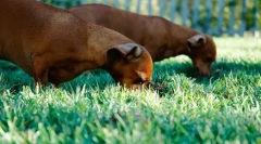 Pes jedo drugih živalskih iztrebkov: zakaj in kako je treba