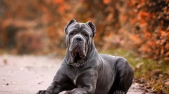 Pes kane corso (photo): zvest prijatelj in branilec, ki je vedno blizu