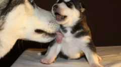 Pes liže nogo lastnika: vzroki manifestacije hišnega ljubljenčka