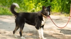 Pes ne želi hoditi: vzroki in načine za reševanje problema