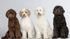 Psa dirigent: 5 najboljših pasem upodabljanja