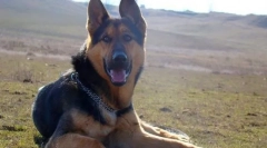 Pes vzhodnoevropski pastirski pes (fotografija): tuji branilec in pravi prijatelj