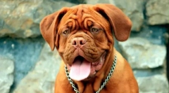 Brachecefali psi: seznam pasem in priporočil lastnikom