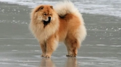 Psi pasme chow chow (fotografija): homous home lion