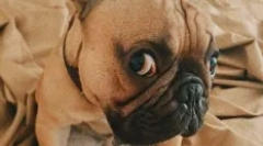 Ruske zvezde psi: najljubši hišni ljubljenčki