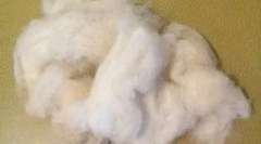 Psi z lasmi namesto volne: posebne pasme z velikimi zahtevami