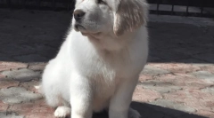 Psi najbolj, vrhunskih zapisov psov