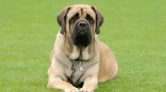 Zložljivi psi: pregled gojenja