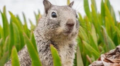 Vsebina veverice doma