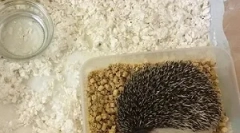 Hedgehog in oskrba na domu