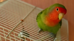 Vsebina in skrb za ljubitelje doma