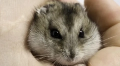 Vsebnost majhnih glodalcev