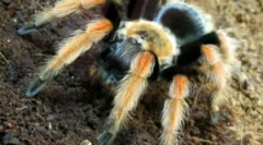 Vsebina pajke-perutnine doma