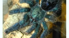 Vsebina pajkov v hiši