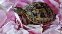 Vsebina kopenske želve doma
