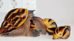 Vsebina akhatin polžev in pravila o oskrbi na domu