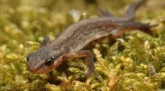 Vsebnost amfibijskih hiš