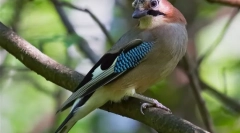 Soyuka (fotografija) - ptica, udarjanje s svojim repertoarjem