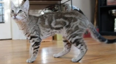 Sokok (sumkok, kenijski gozd)