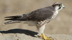Mediteranean falcon