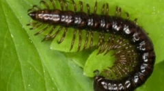 Žal-majica in druge vrste multi-way