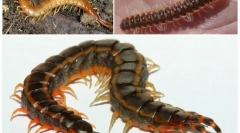 Oprostite, steklonina: opis in življenjski slog