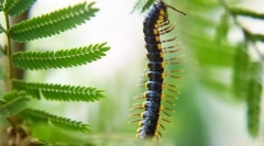 Centipega