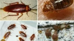 Soobstoj hroščev in ščurkov znotraj apartmaja