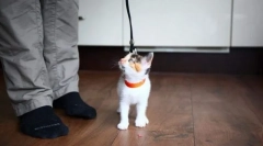 Sodobne metode usposabljanja mačk