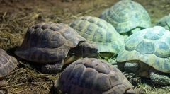 Hibernate želve, kot je zimska želva