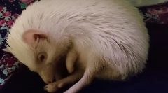 Hiberaji veži kot in kako velja