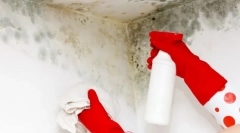 Metode in orodja, da se znebite gliv na stenah