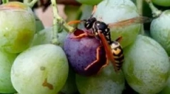 Metode in sredstva za zaščito grozdja iz os