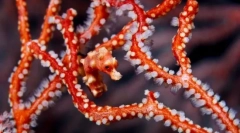 Načini za masko in zaščito rib