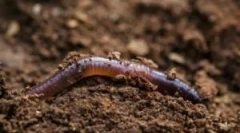 Načinov, da premaknete rainmrm