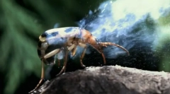 Načini za zaščito žuželk