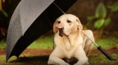 Spray iz bolhe za živali in doma