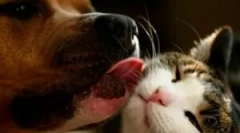 Spray bar za mačke in pse