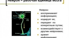 Primerjajte inteligento za malico in pse: kdo je pametnejši