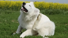 Datoteka iz bolha in klopov za pse in mačke