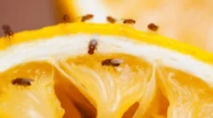 Sredstva iz gnu in sadne mozade