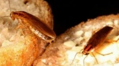 Orodja iz ščurkov, sef za otroke in živali