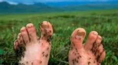 Orodja zaščita pred komarjem v naravi