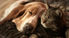 Pomeni odvetnika: sestava in navodila za uporabo