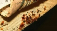 Blockbuster iz hroščev, ščurkov in drugih žuželk