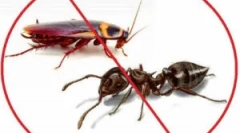 Orodje fas: obrazci za sprostitev in aplikacija