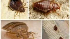 Orodja iz koruzni protere (zonder)