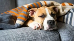 Staphylococcus pri psih: simptomi, zdravljenje, preprečevanje